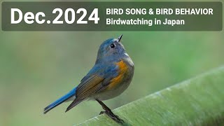 BIRD SONG \u0026 BIRD BEHAVIOR | Dec.2024