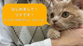 はじめまして！マンチカンのツナです！【マンチカン　子猫】