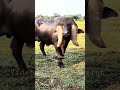 gir jafrabadi pado gujarat jafrabadibuffalo gujarat shorts buffalo gir