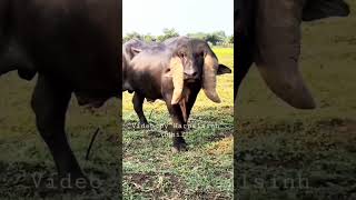 Gir jafrabadi pado Gujarat #jafrabadibuffalo #gujarat #shorts #buffalo #gir