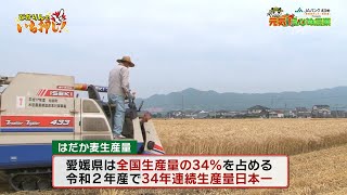 元気！えひめ農業　2021年6月6日放送