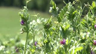 Cotswold Seeds Farm Visit: Vetch with Henry Edmunds, Organic Farmer.