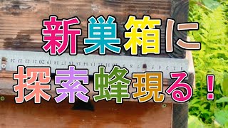 #17 間もなく自然入居？ 日本蜜蜂たちが探索（偵察）に来たよ！   日本みつばちの巣箱製作から捕獲段取り、探索蜂（偵察蜂）が来るまでを順にアップしています。