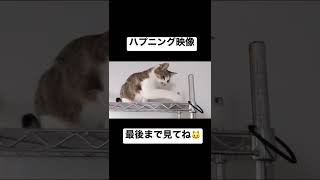 #shorts #cat #ハプニング映像