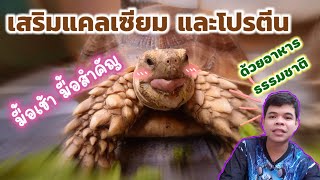 เต่าซูคาต้า - มื้อเช้า มื้อสำคัญ เสริมโปรตีน และแคลเซียม ให้เต่าซู ฟังเสียงเต่ากินอาหาร