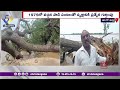 150 years old tree fell down in east godavari district నేలకూలిన 150 ఏళ్ల నాటి సినీ వృక్షం