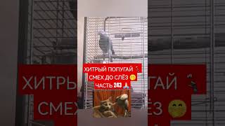 ХИТРЫЙ ПОПУГАЙ 🦜СМЕХ ДО СЛЁЗ 🤭 ЧАСТЬ 243 🙏🏻