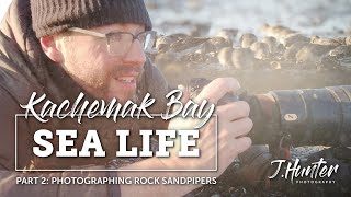 Wild Alaska: Rock Sandpipers