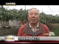 雲林新聞網 斗南蜜棗果園採果趣