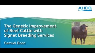 Genetic Improvement in Signet's Beefbreeder Service