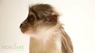 A three-year-old sooty mangabey (Cercocebus atys) named Cookie at Creation Kingdom Zoo in Virginia.