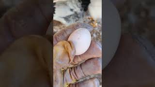 The chickens like to be recorded, egg. #egg #chicken #bird #animal #farmlife #cuteduck #homestead