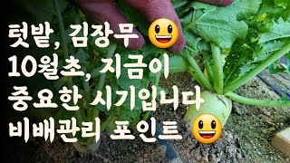 김장무😃 10월초, 지금이 중요한 시기입니다. 비배관리 포인트 😃