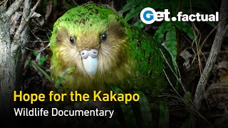 Modern Dinosaurs - A Very Strange Parrot | New Zealand Documentary