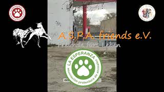 ASPA friends e.V. - Und so beginnt der 02.02 für uns, der Tag nach dem 'Dia del Galgo'