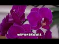 en sub 中文字幕 this mini orchid is in bloom for how long how many months orchid care tips