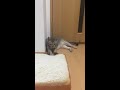 食パンをコネる猫