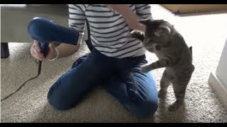 【面白動画　動物】かわいい猫、面白い猫の動画集です　Funny videos 夏彩