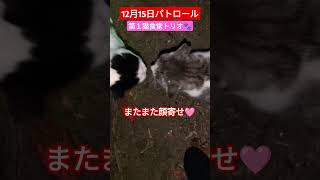 【12月15日パトロール】第１猫食堂トリオ🐾