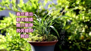 春兰蕙兰秋分以后，还能施磷酸二氢钾？掌握这个时间节点效果更好