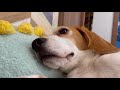 【beagleさつき】もふもふマニアさんいらっしゃ〜い！各部位クローズアップされた犬。satsuki the beagle