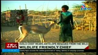 Isiolo chief rears antelope rescued from the wild