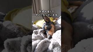 日向ぼっこ中の犬にちょっかいを出してみると…【ひとり暮らしと犬】 Dog #shorts