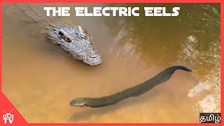 மின்சார சக்தி வாய்ந்த மீன்😨 | The electric eels | OLD TV