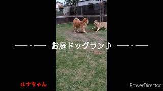 ルナちゃん。里親募集中。