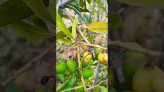 #beautiful \u0026 small mango fruits 🥭🥭🥭🥭🥭🥭💚💛#shorts