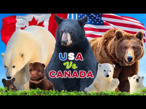 What countries have grizzly bears?