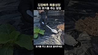 김장배추 웃거름 주는 시기 | 김장배추 모종 정식 후 1차 추비 주는 방법과 시기 및 주의사항