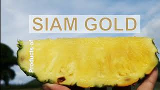 สับปะรด SIAM GOLD จ.ประจวบคีรีขันธ์