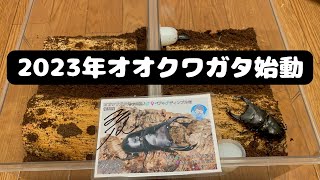 オオクワガタの幼虫を飼育する為に、産卵セットを組んでみた！