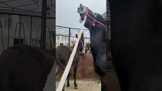 Funniest Donkey Ever Donkey Training the fun way 316