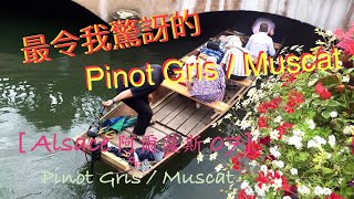 [ Tabi in Wine 葡萄酒旅 ] - Alsace 阿爾薩斯 07 - Pinot Gris + Muscat（廣東話版）