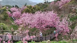 20210304阿里山頂石棹櫻之道 --櫻花綻放齊開