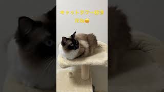 キャットタワーの1番上で丸まっているラグドールのたぬきみたいな猫 #kitten #ragdoll #ねこ #ラグドール #ラグドール子猫 #cat #アライグマ #こねこ #たぬき