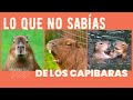 10 Cosas que no sabías de LOS CAPIBARAS