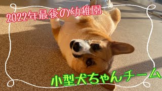 【犬の幼稚園】紫竹山店⭐️水曜日 小型犬ちゃんチーム⭐️