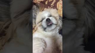 シーズー犬　ペコ 獅子狗 Shih Tzu