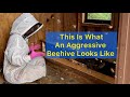 Removing Killer Bees From A Toy Chest