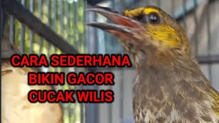 CARA MERAWAT BURUNG CUCAK WILIS AGAR GACOR