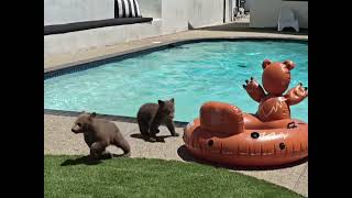 Momma Bear and her two cute cubs take a swim in a pool in a Southern California home!
