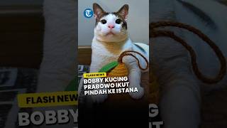 Kucing Kesayangan Prabowo, Bobby Kertanegara Ikut Diboyong ke Istana Negara: Sudah Disiapkan Kamar