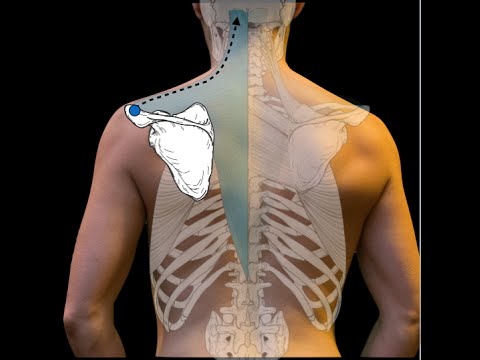 What are the 2 main superficial back muscles?
