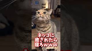 ネッコの動画で癒されたら寝ろｗｗｗ　#2ch #2chまとめ 動物スレ #2ch面白いスレ #動物 #犬 #猫 #癒やし #ねこ動画