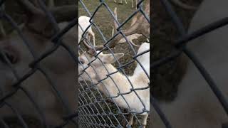 #Deers🦌🐐🐐🐐🦌🦌🔥❤️غزلان#غزال#الماعز###Feeding#Goats#Zoo#family#Animals#Funday