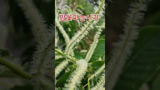 밤꽃피는시기