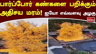 பார்ப்போர் கண்களை பறிக்கும் அதிசய மரம் - ஐயோ எவ்வளவு அழகு | China | SathiyamTv